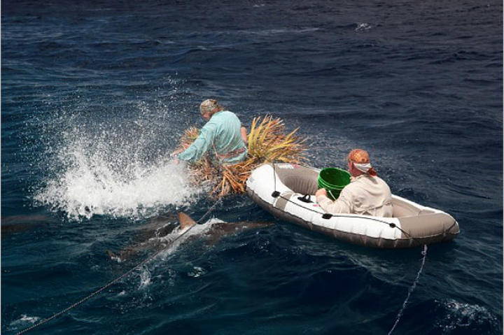 Sharks quickly surround both rafts at the first whiff of chum.