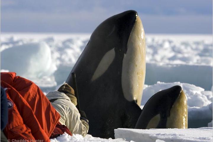 Filming killer whales close up in Antarctica's Ross Sea.