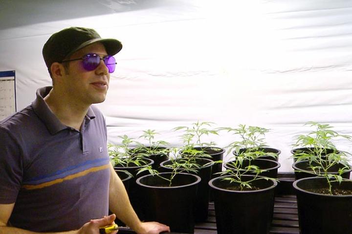 Master grower Jon Richards tends to his young cannabis plants.