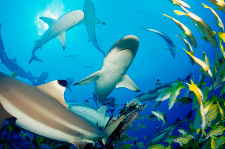 A pack of blacktip reef sharks scatters a school of fish. Unlike the gray reef shark, the blacktip reef shark is timid and difficult to approach. It's common in nearshore waters of the tropical and subtropical Indo-Pacific.