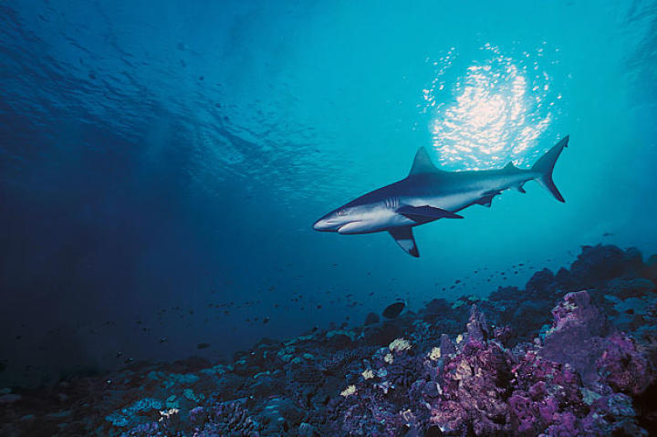A silky shark, so named because of the smooth texture of its skin. In comparison to most sharks, the silky shark's denticles (shark scales) are very small and densely packed, giving its skin a "silky" feel. It lives in tropical waters worldwide, where it excels at driving fish into compact schools before launching open-mouthed, slashing attacks.