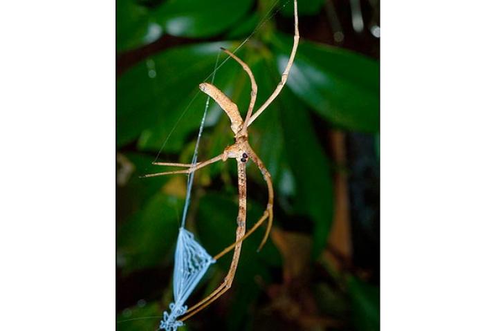 Net-Casting Spiders