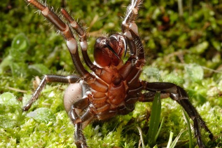 The male