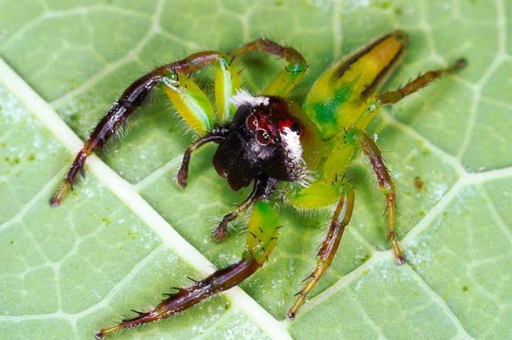 Monster Bug War