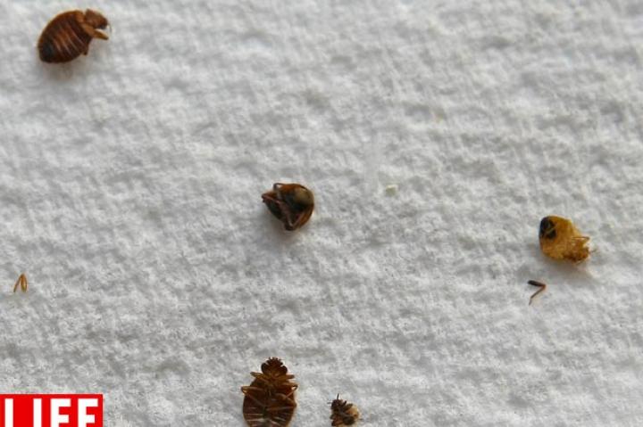 When your parents told you to "Sleep tight, don't let the bedbugs bite," you probably never imagined that a) bedbugs were real, or that b) the nasty little critters would become such a major problem in America when you grew into adulthood. But the little