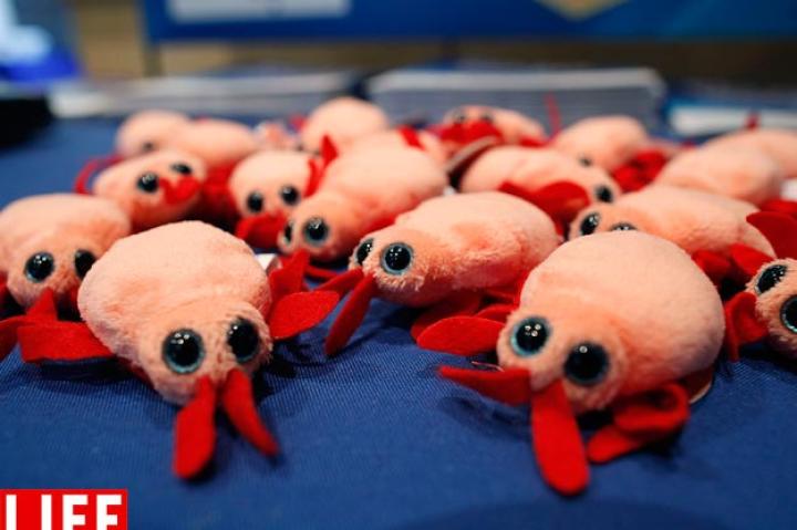 Bedbugs, no matter how many stuffed animals of them someone may make, are not cute. If you suspect you have an infestation, take care of it before you spread it to others.