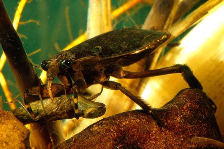 Giant Water Bugs