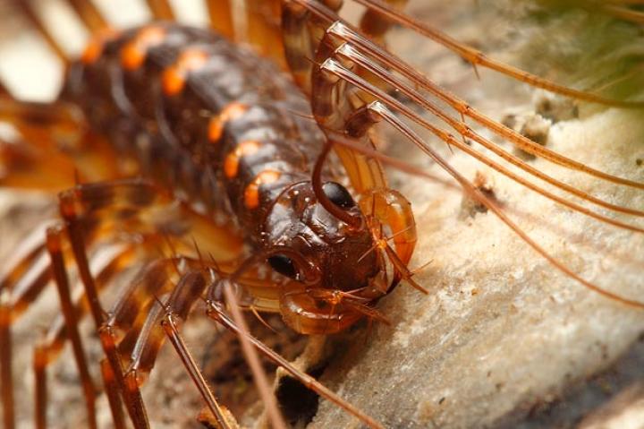 House Centipedes'