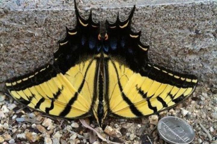 Spotted by Kimberlee Barehand Casey in Mesa, Arizona, United States