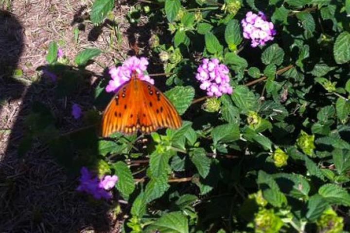 Spotted by Mr. Heeren in Leesburg, Georgia, United States