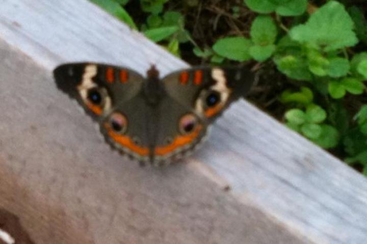 Spotted by Justin York, Pennsylvania, United States