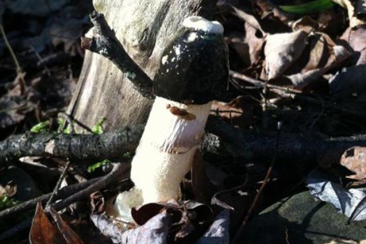 Spotted by Truffleupagus in Unadilla, New York, United States