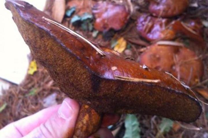 Spotted by SciSpy user Guy van der Walt