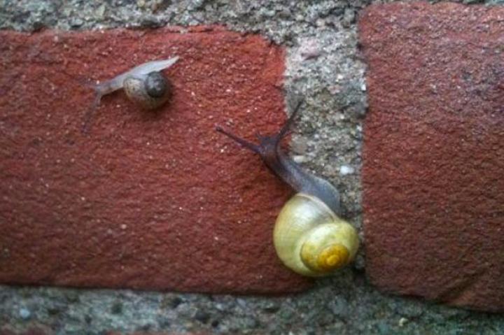 Spotted by Garcia in Nijmegen, Gelderland, The Netherlands
