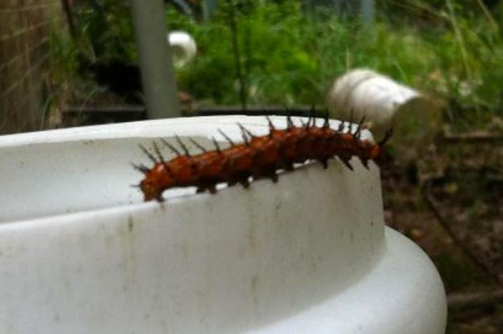 Spotted by Sherrib Grand Bay, Alabama, United States