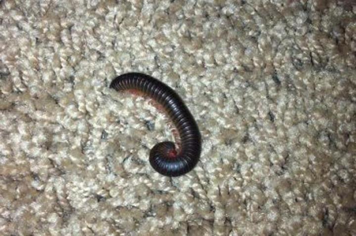 Spotted by Mr. Heeren in Leesburg, Georgia, United States