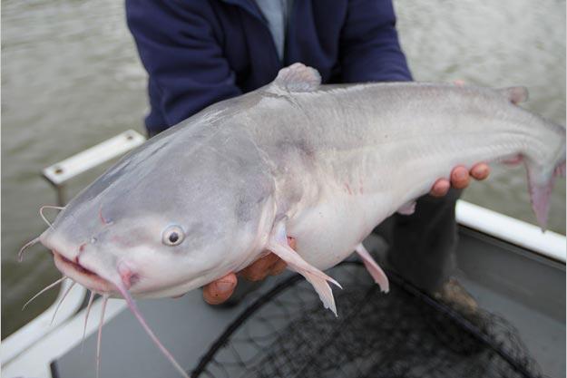 The blue catfish, a relative of the flathead, is considered the largest catfish species in the United States.