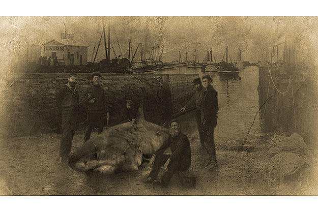 Fishermen pose with a shark attacked with unidentifiable spears.
