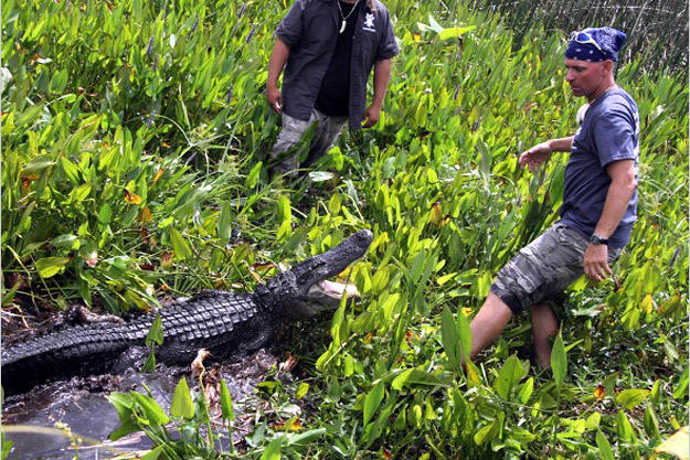 As seen on Gator Boys, only on Animal Planet.