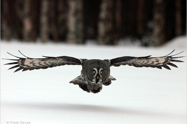 Great gray owl in flight.