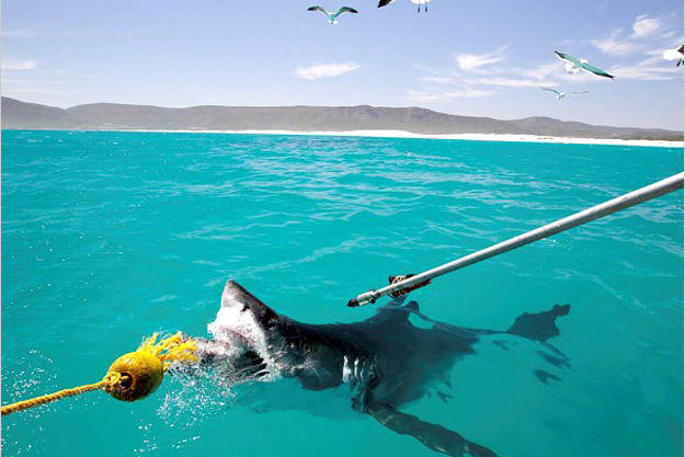 Scientists bait a great white shark in order to attach a satellite transmitter to its dorsal muscle. The tag will tell them where the shark goes and when, helping the researchers unravel the secret behind the Great White Invasion of recent years.