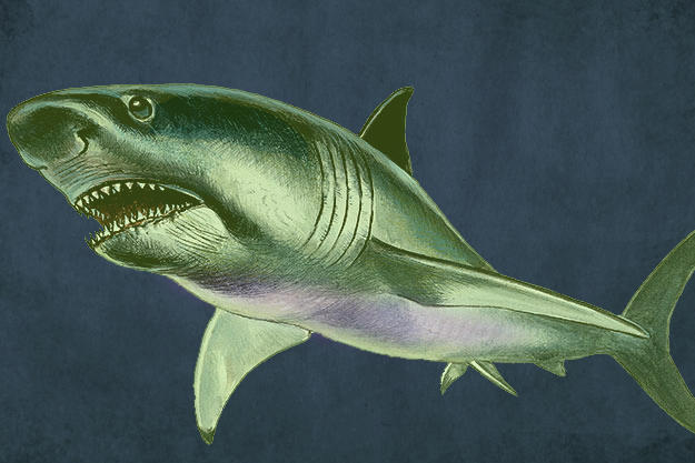 Megalodon