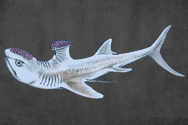 Stethacanthus averaged 2.3 feet in length and resembled most normal sharks with one unusual exception: it was known for having an oddly-shaped dorsal fin that looked a lot like an anvil or ironing board. Also, spikes on its head were used during mating rituals and to attack prey.
