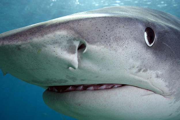 Close-up of tiger shark (Galeocerdo cuvier) off Tiger Beach, Grand Bahama Island, Bahamas.