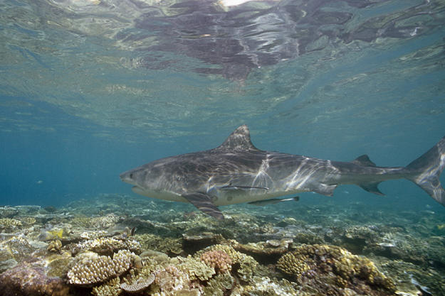 Tiger shark swimming over a reef off Raine Island, Australia.