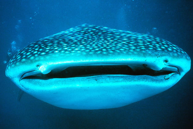Whale shark (Rhincodon typus) off Ningaloo Reef, Australia.