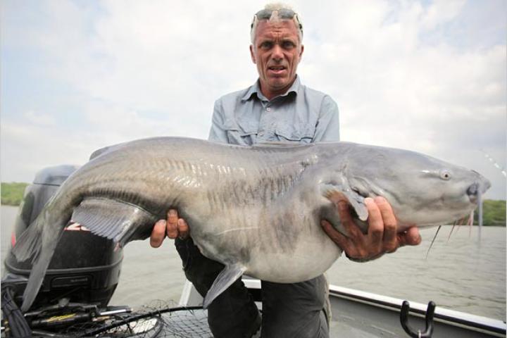 It's been said that the aggressive blue catfish will attack people. There are reports of scuba divers being attacked by these fish.