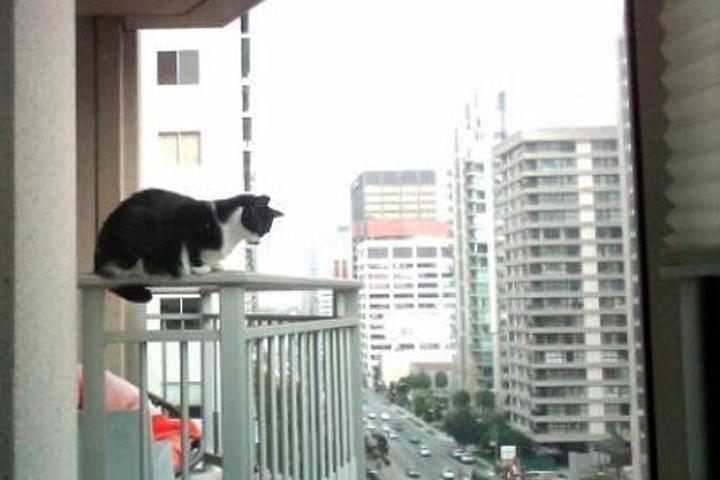 As seen on Episode 102 of My Cat From Hell.