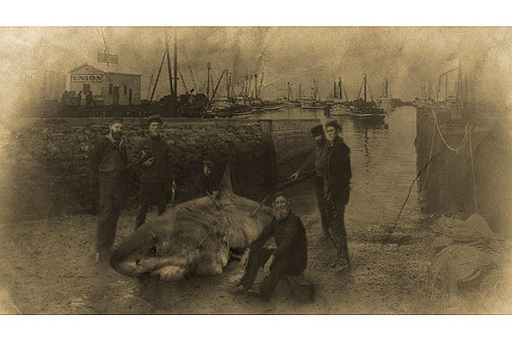 Fishermen pose with a shark attacked with unidentifiable spears.