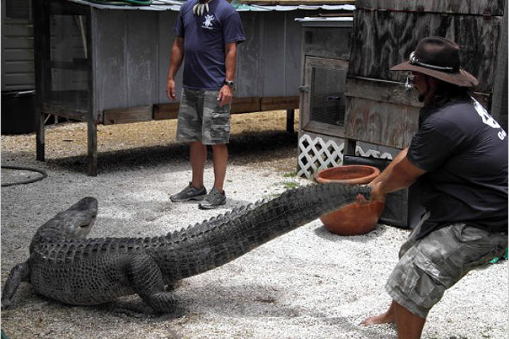 As seen on Gator Boys, only on Animal Planet.