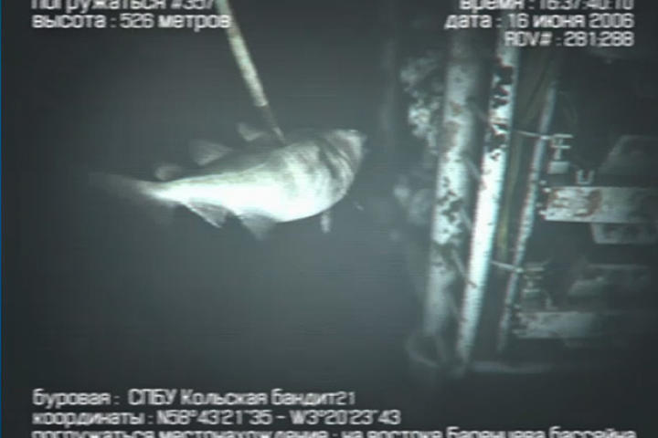 Mermaid evidence