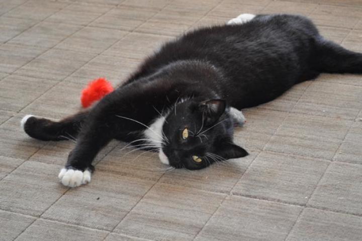 Fubar stretching on the floor.