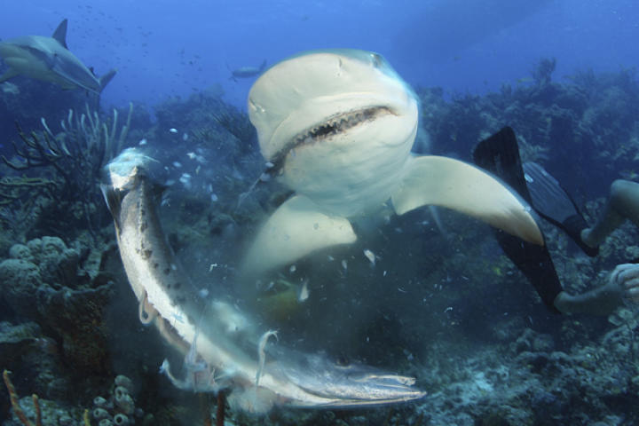Caribbean reef shark attacking barracuda in the Bahamas with a diver nearby.