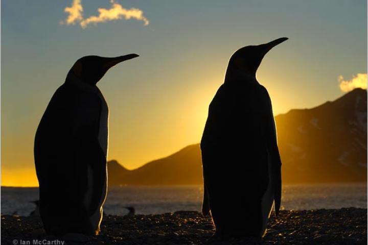 King penguins silhouetted at dawn, South Georgia.