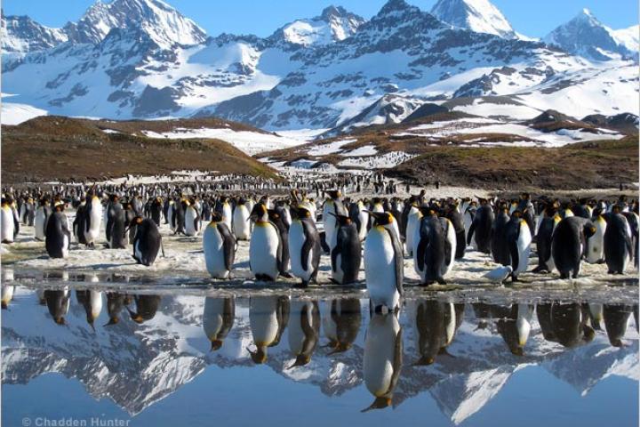 King penguins at St. Andrews Bay, South Georgia.