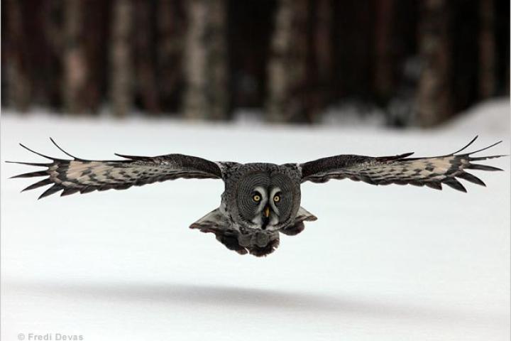 Great gray owl in flight.