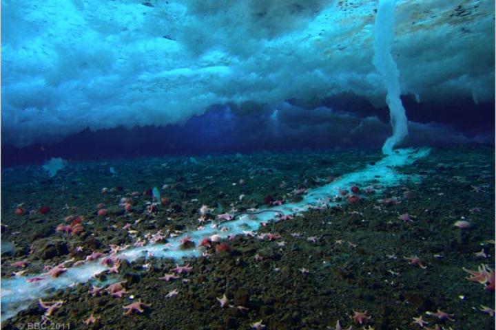 A brinicle grows from the ice sheet above.