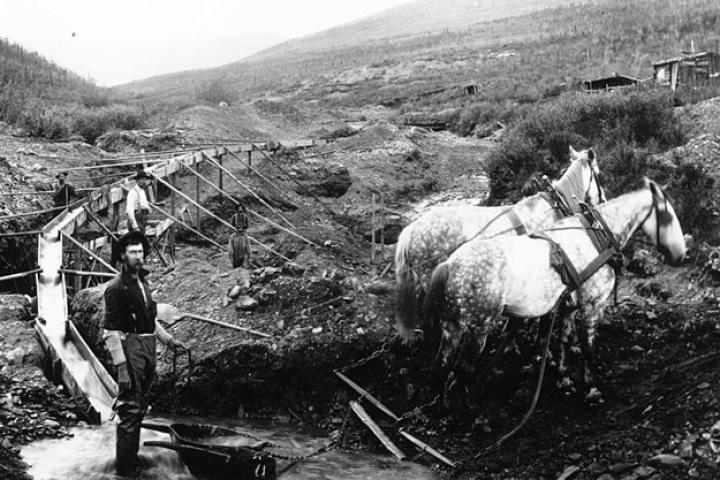 Prospectors in the Klondike gold fields use a team of horses to drag out river rock carried by a sluice from a nearby creek. With no powered machinery, all the heavy lifting was done largely by hand and the final stage always required manual panning.