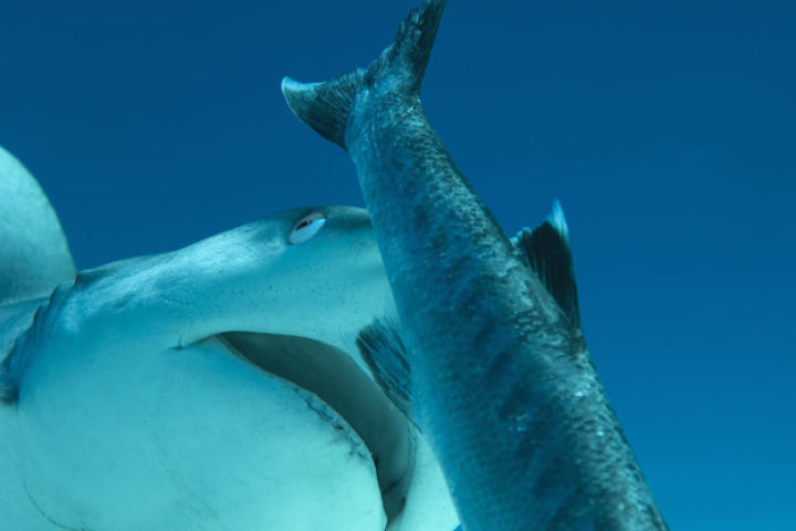 Grey reef shark (Carcharhinus amblyrhynchos) approaches its prey in waters off Fiji.