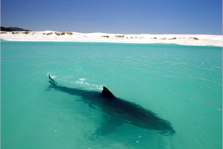 A female great white sunbathes in shallow water off a deserted beach in South Africa. Like us, these sharks enjoy the warmth of the sun and can even develop a suntan. The shallows are rich in oxygen compared to the open ocean, allowing the great white to slow its swimming and breathe more easily.