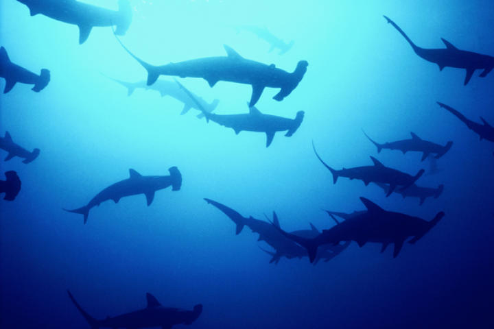 Hammerhead sharks off the Cocos Islands in the South Pacific.