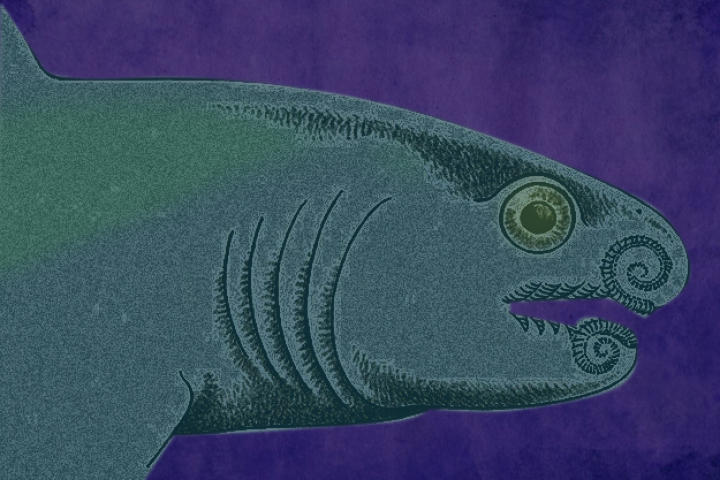 Helicoprion’s closest living relatives are the Chimaeras, cartilaginous fish which carry the nickname “ghost sharks”. Since Helicoprion’s body was made primarily of cartilage (which disintegrates when the body begins to decay), most fossil remains only reflect the shark’s teeth.