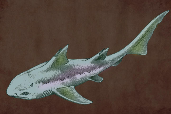 Hybodus lived to be about 6 feet in length and was an opportunistic predator. Hybodonts had two sets of teeth: the sharp set was for catching slippery prey, while the flat set was for breaking down shells and other hard-to-chew foods. The reason for Hybodus’ extinction is still unknown to this day.