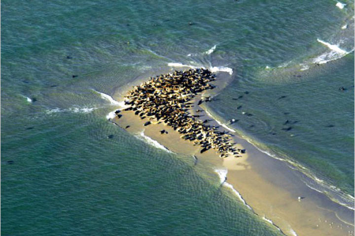 Gray seals crowd a sandbar off Chatham, Massachussetts. Greg Skomal, a marine biologist with the Massachusetts Division of Marine Fisheries, believes that a recent explosion in the gray seal population off Massachusetts is what's luring great white sharks back to Cape Cod. Greg investigates the great white's return to the North Atlantic in