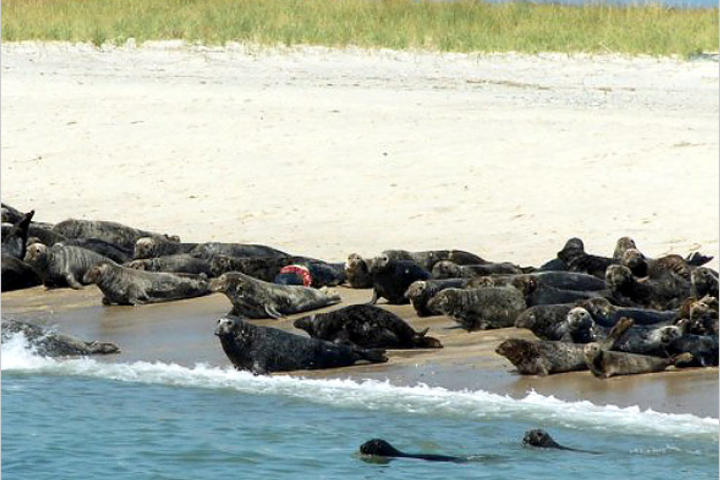 A startled herd of gray seals on South Beach in Chatham, Massachusetts. Look closely and you'll spot evidence of shark predation: a seal bitten in half. "You feel really sad for the animal with such a terrible injury," says Greg Skomal, "but you also feel really excited. I remember thinking 'wow, there's a big shark nearby, one that had to be at least 11-foot long to hit a seal.'"