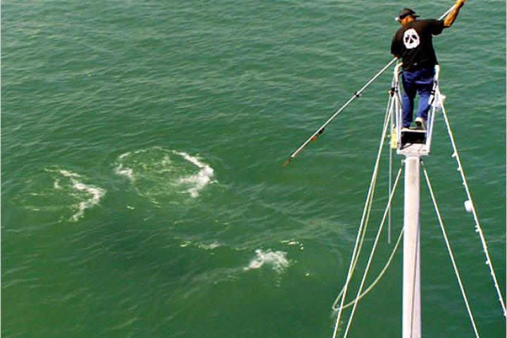 Billy Chaprales prepares to tag a great white shark using a harpoon. "The day my dad (Billy) and I tagged Ruthless was probably the most dangerous thing we've ever done," says Nick Chaprales. "I'd never taken the boat into such a dangerous situation before. We were at great risk of running aground and the boat getting engulfed in the swell. I was really, really nervous. Not only was our entire livelihood in the boat, but I also had my dad out on the pulpit in that big swell."
